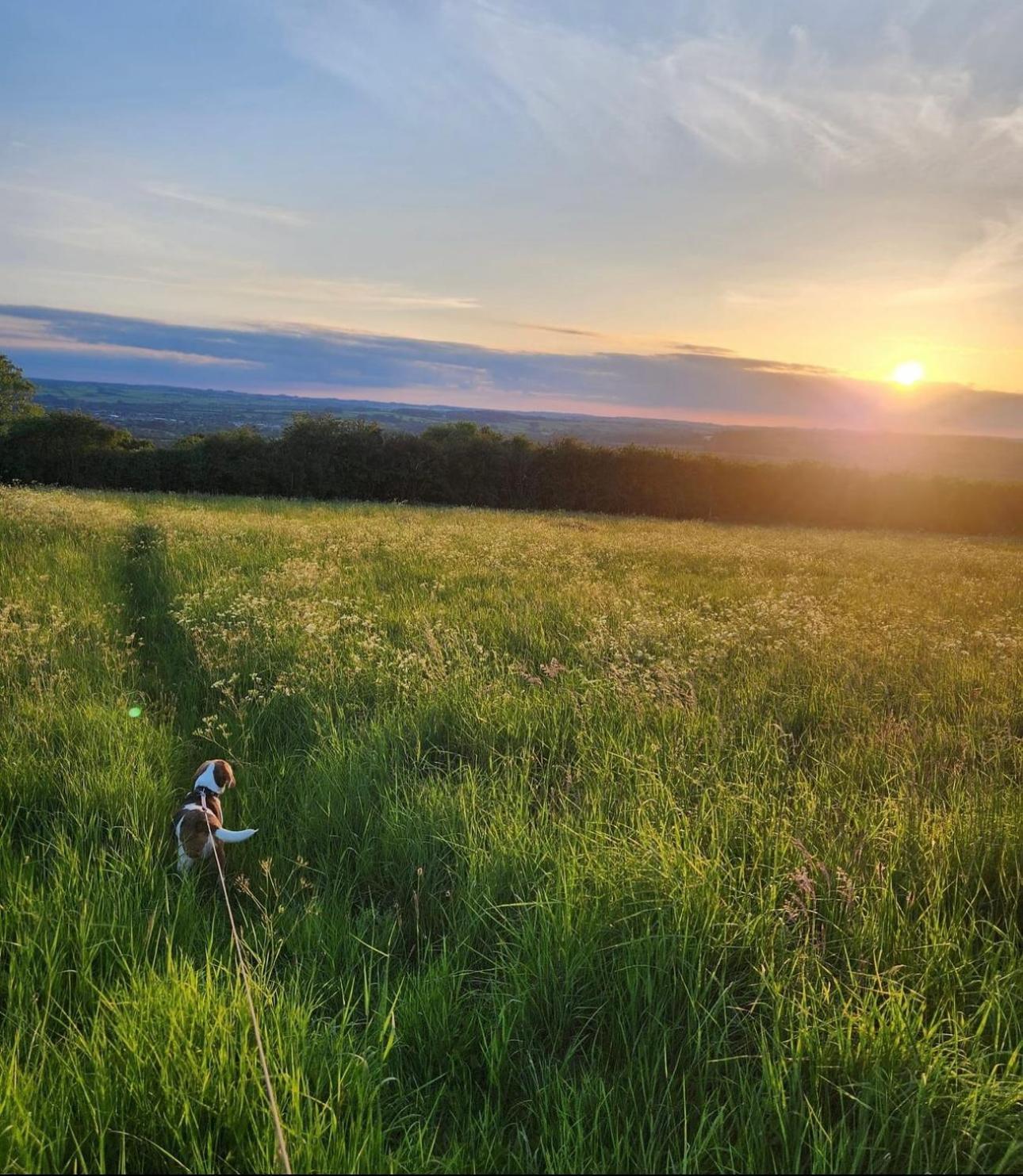 Eagle Cottage - Charming Cotswolds Getaway, Dog Friendly Wyck Rissington Екстер'єр фото